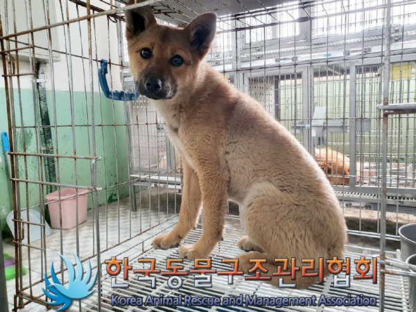 종료(안락사) 믹스…
